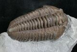 Prone Flexicalymene Trilobite From Ohio - #8324-1